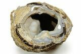 Wide Petrified Wood (Schinoxylon) Limb - Blue Forest, Wyoming #373459-1